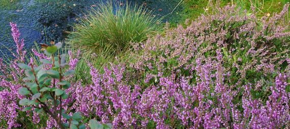 © Pinkmann. 800px-Pflanzengesellschaft im Moor, Haspelmoor (Bayern).jpg